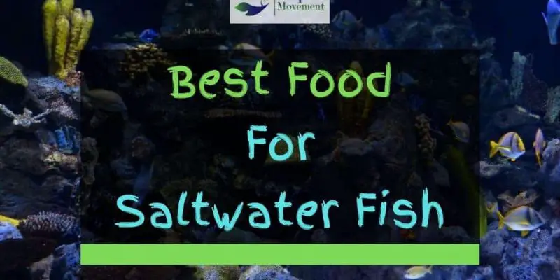 Best Saltwater Fish Food – Pellets, Flakes, and Dried Shrimp