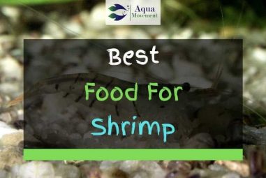 5 Best Foods For Aquarium Shrimps