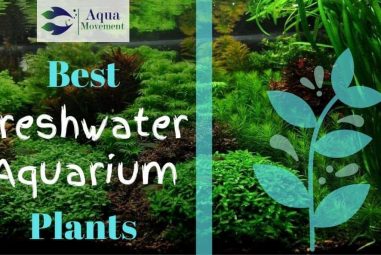 13 Best Freshwater Aquarium Plants Reviewed