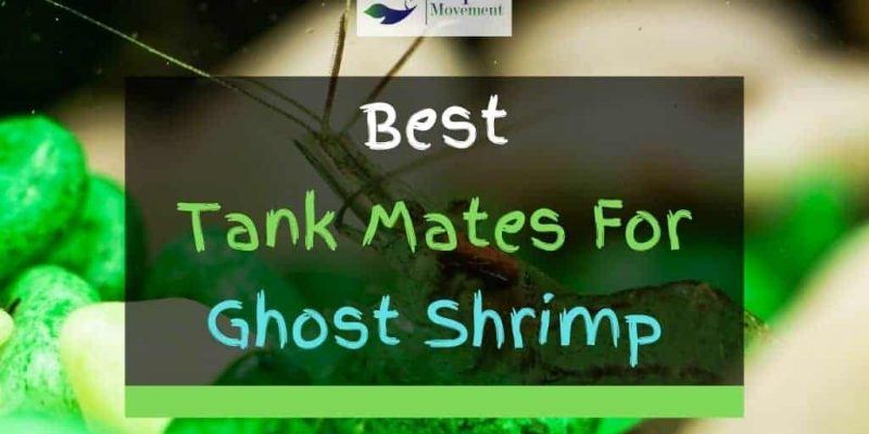 11 Best Ghost Shrimp Tank Mates (With Pictures)