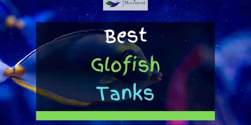 5 Best Glofish Tanks in 2022 Reviewed