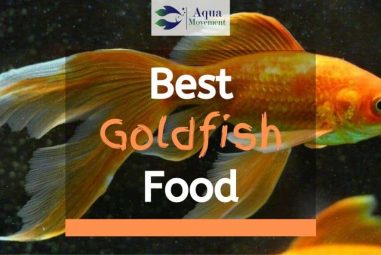 Top 7 Best Goldfish Food Brands – Feeding Guide & Review