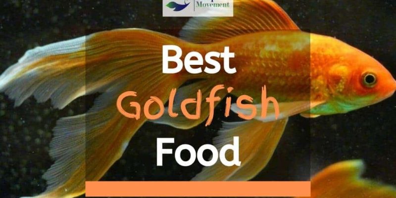 Top 7 Best Goldfish Food Brands – Feeding Guide & Review