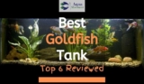 6 Best Goldfish Tanks (2023 Reviews)