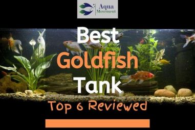 6 Best Goldfish Tanks (2023 Reviews)