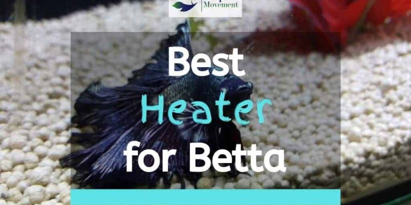 7 Best Heater For Betta Tank In 2023