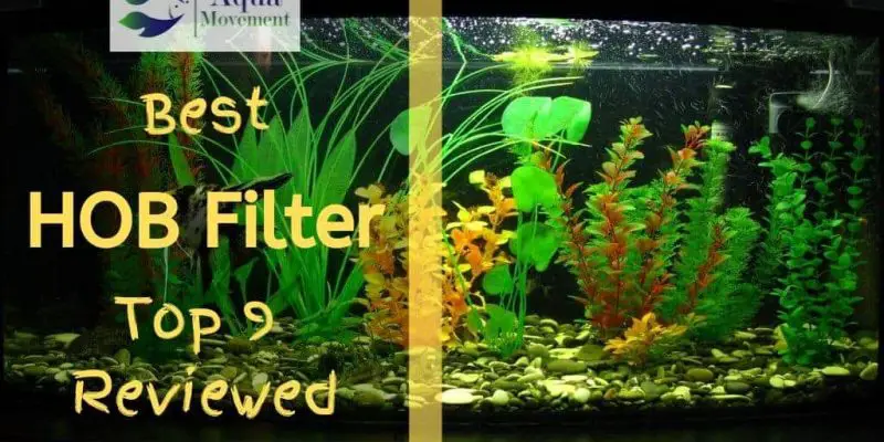 9 Best HOB (Hang On Back) Aquarium Filter (2023 Reviews)