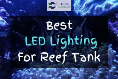Best LED Lighting For Reef Tank in 2023