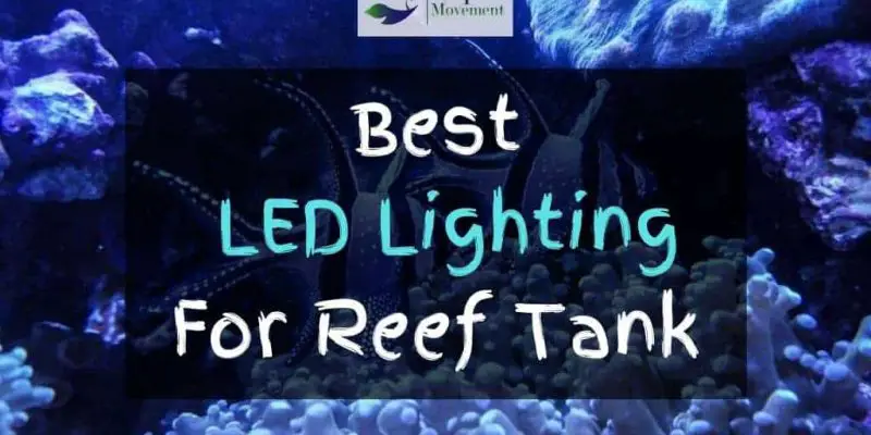 Best LED Lighting For Reef Tank in 2022