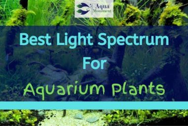 Best Light Spectrum for Aquarium Plants