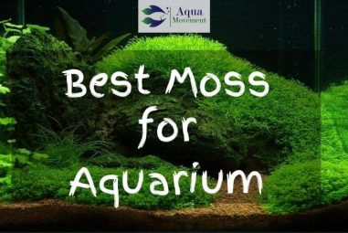 Best Moss For Aquarium – Top 8 Reviewed