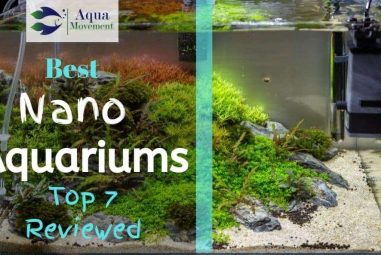 7 Best Nano & Desktop Aquariums in 2022