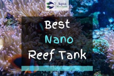5 Best Nano Reef Tanks For Beginners in 2023