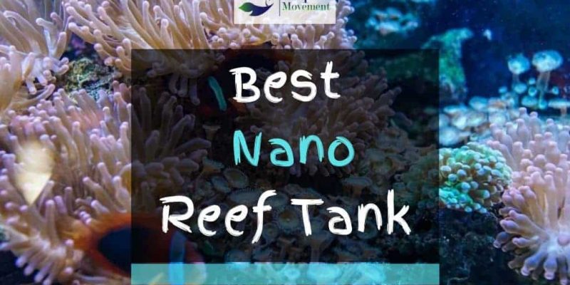 5 Best Nano Reef Tanks For Beginners in 2022
