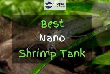Best Nano Shrimp Tanks in 2023 – Top 5 Review