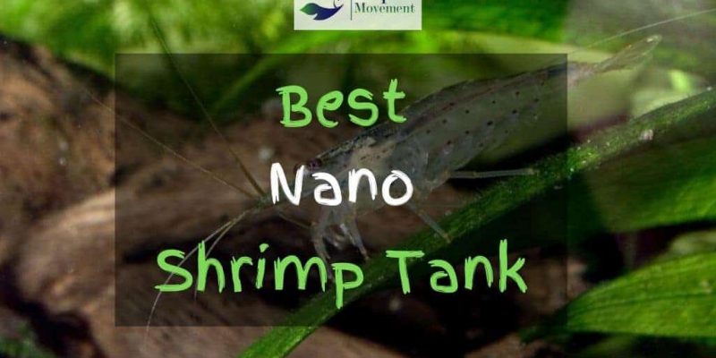 Best Nano Shrimp Tanks in 2023 – Top 5 Review