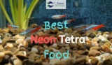 Best Food for Neon Tetra Fish – Top 5 Review