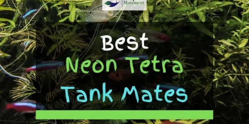 13 Best Neon Tetra Tank Mates (With Pictures)