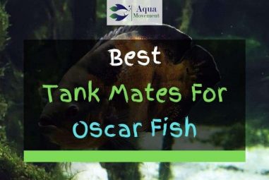 15 Best Oscar Fish Tank Mates (With Pictures)