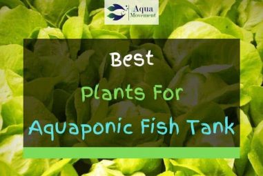 10 Best Plants For Aquaponics Fish Tanks