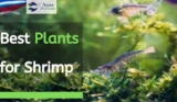 8 Best Plants for Shrimp Tank Reviewed