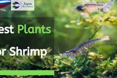 8 Best Plants for Shrimp Tank Reviewed
