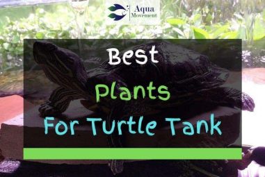 11 Best Plants for Turtle Tanks