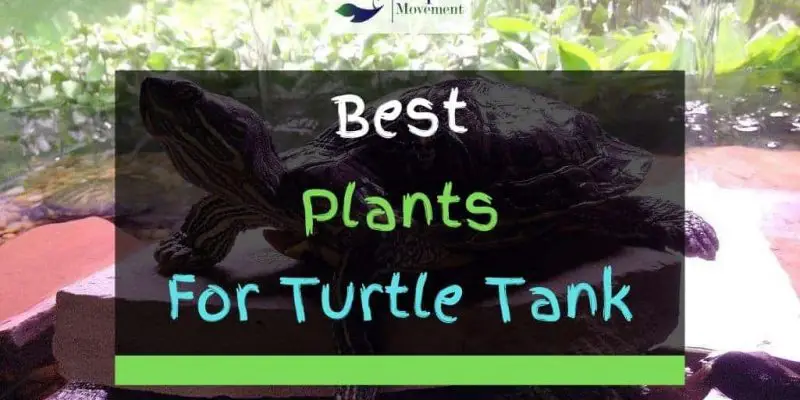 11 Best Plants for Turtle Tanks
