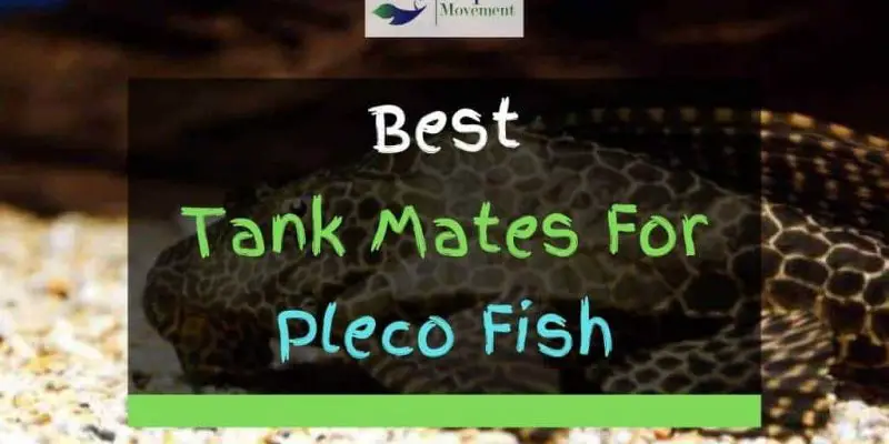 18 Best Pleco Tank Mates (With Pictures)