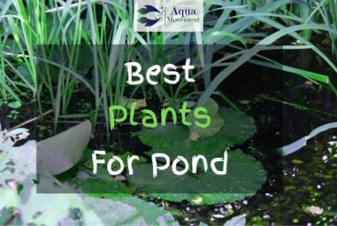 15 Best Plants For Your Pond Reviewed