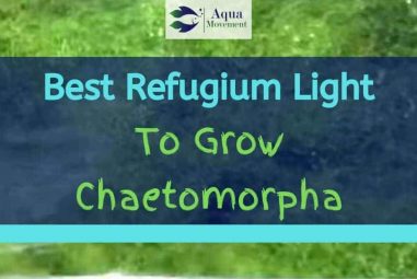 8 Best LED Refugium Lights to Grow Chaetomorpha