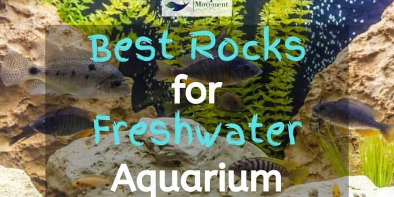 9 Best Safe Rocks for Freshwater Aquarium Reviewed