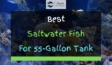 13 Best Saltwater Fish For 55 Gallon Tank (With Pictures)