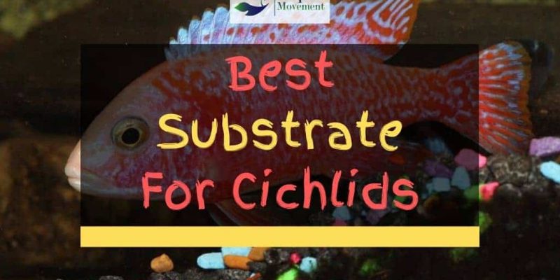 Best Substrate for Cichlids – Top 4 Review