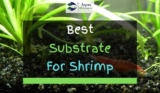 6 Best Substrates For Shrimps In 2023
