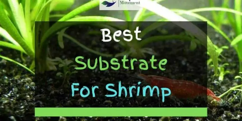 6 Best Substrates For Shrimps In 2022