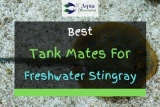 13 Best Freshwater Stingray Tank Mates (With Pictures!)