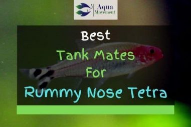 13 Best Rummy Nose Tetra Tank Mates (With Pictures!)