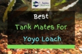 11 Best Yoyo Loach Tank Mates (With Pictures)