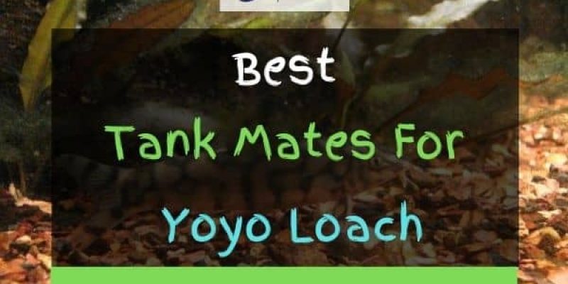 11 Best Yoyo Loach Tank Mates (With Pictures)