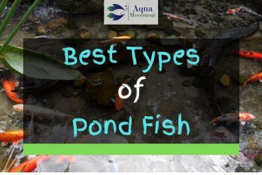 13 Best Types of Backyard Pond Fish (With Pictures)
