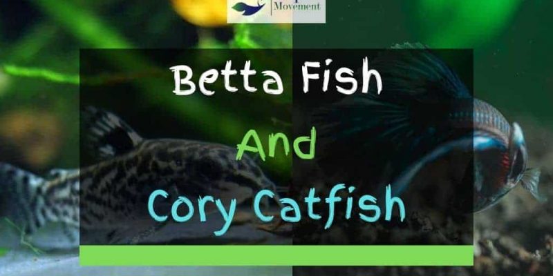 Betta And Cory Catfish – Friend Or Foe?