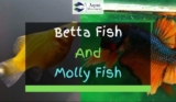 Can Betta And Mollies Live Together?