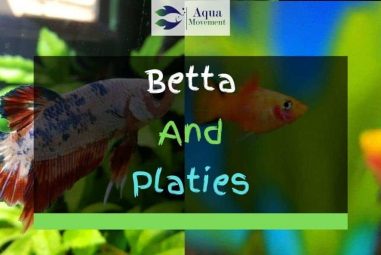 Betta Fish and Platies – Tips For Keeping Them Together