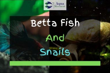 Betta Fish And Snails – Can They Live Together?