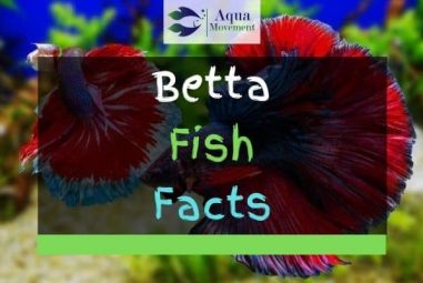 Betta Fish Facts – Everything You Need To Know!