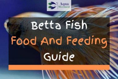 Betta Fish Food And Feeding Guide