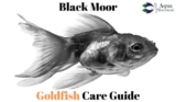 Black Moor Goldfish Care (Black Telescope)