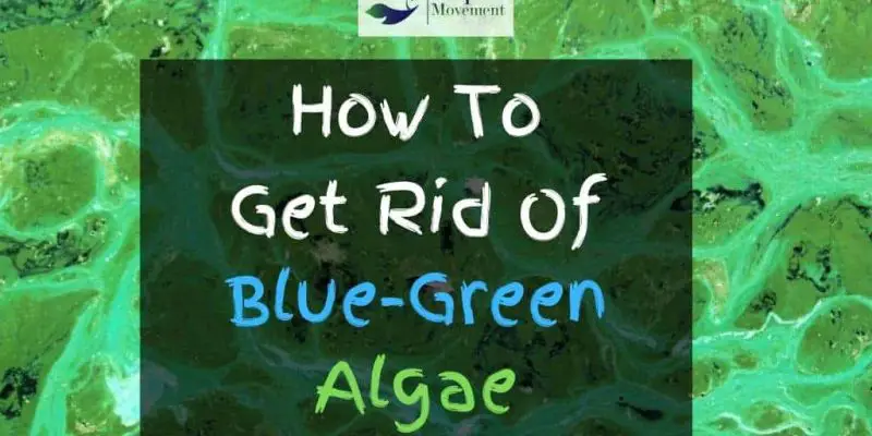 4 Ways to get rid of Blue-Green Algae in Aquarium