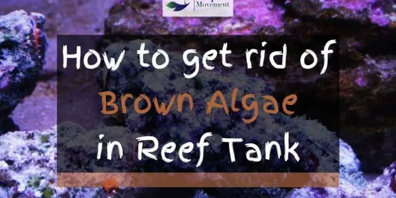 How to get rid of Brown Algae (Diatoms) in Reef Tank